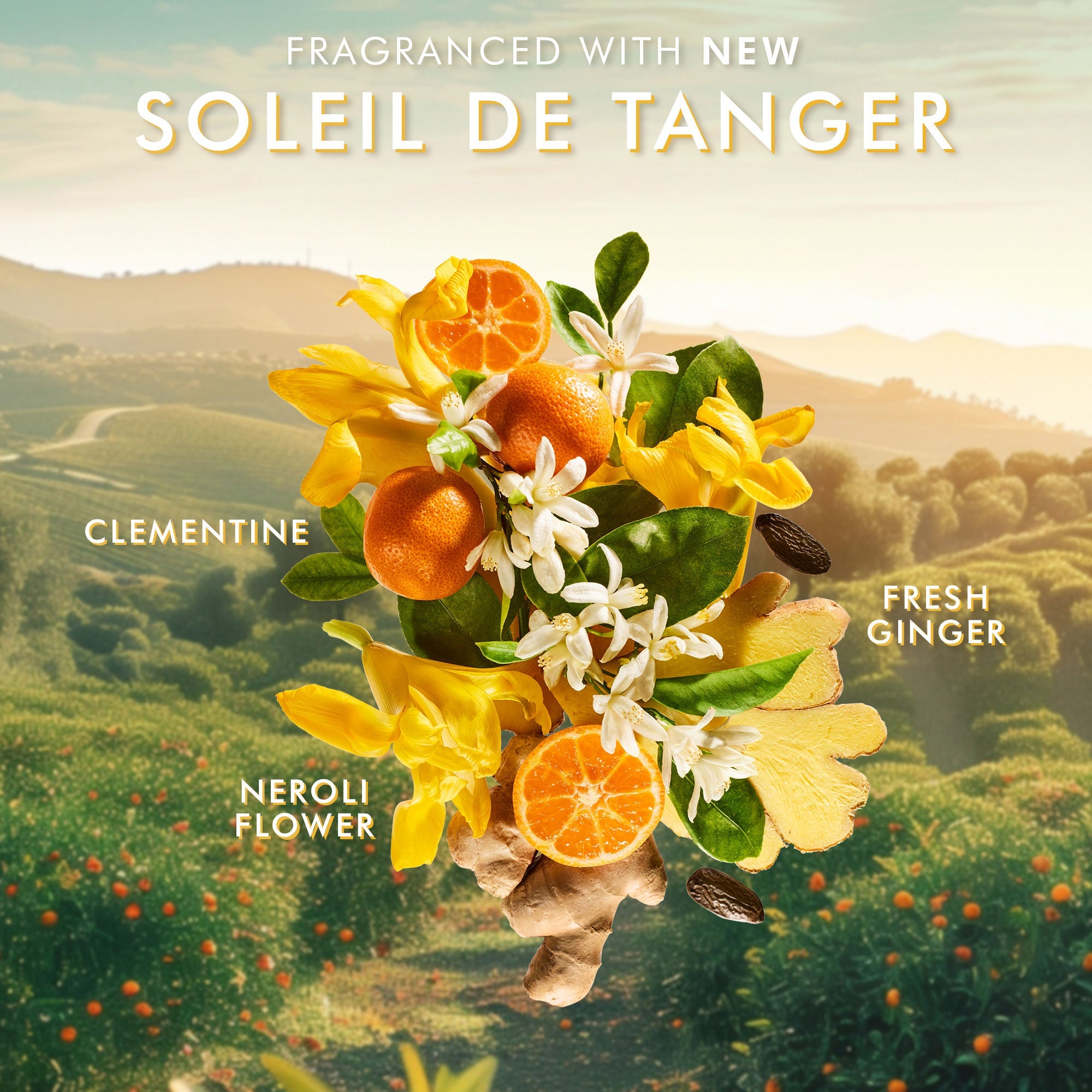 Body Lotion Soleil de Tanger