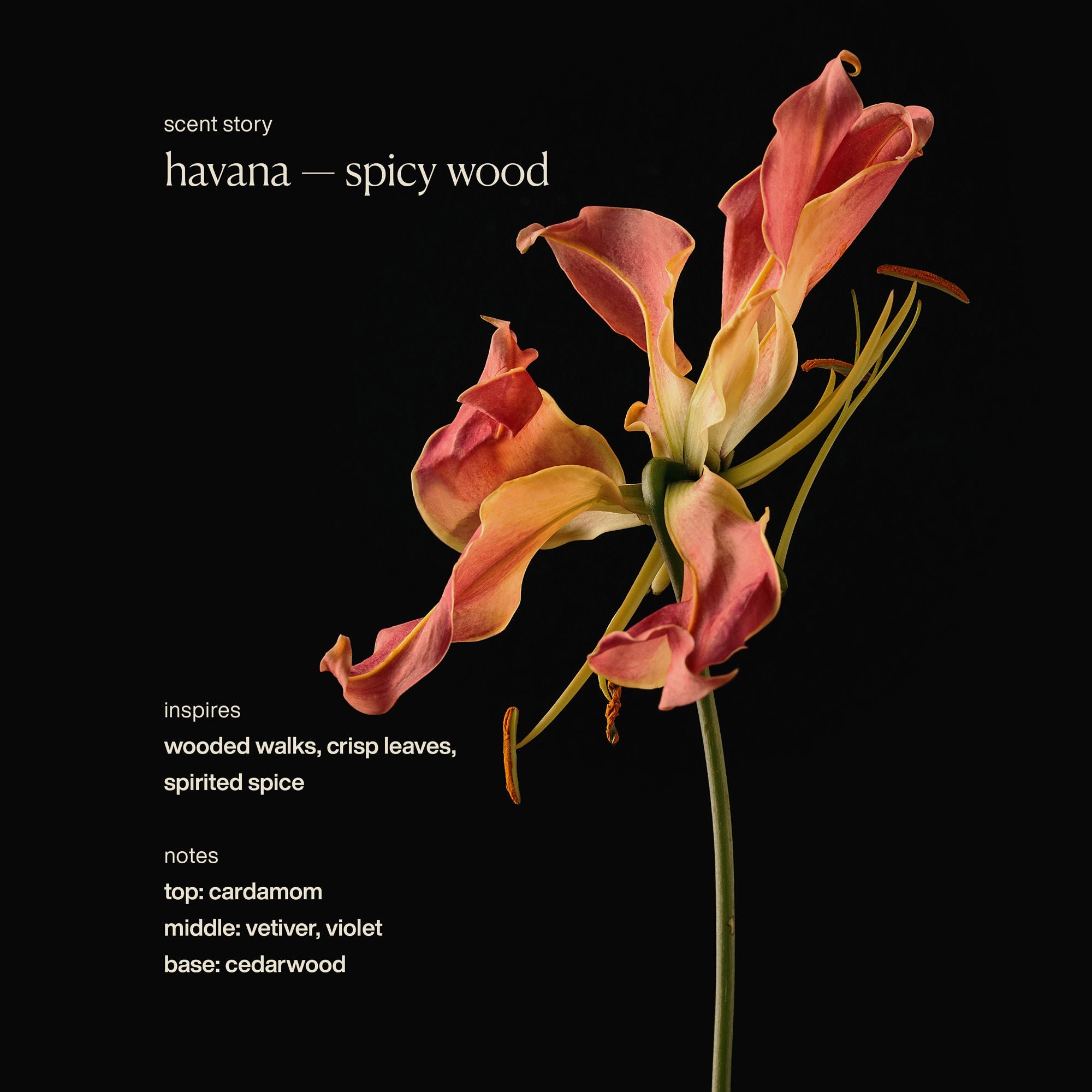 Hydrating Lip Balm Mini Set (Limited Edition)