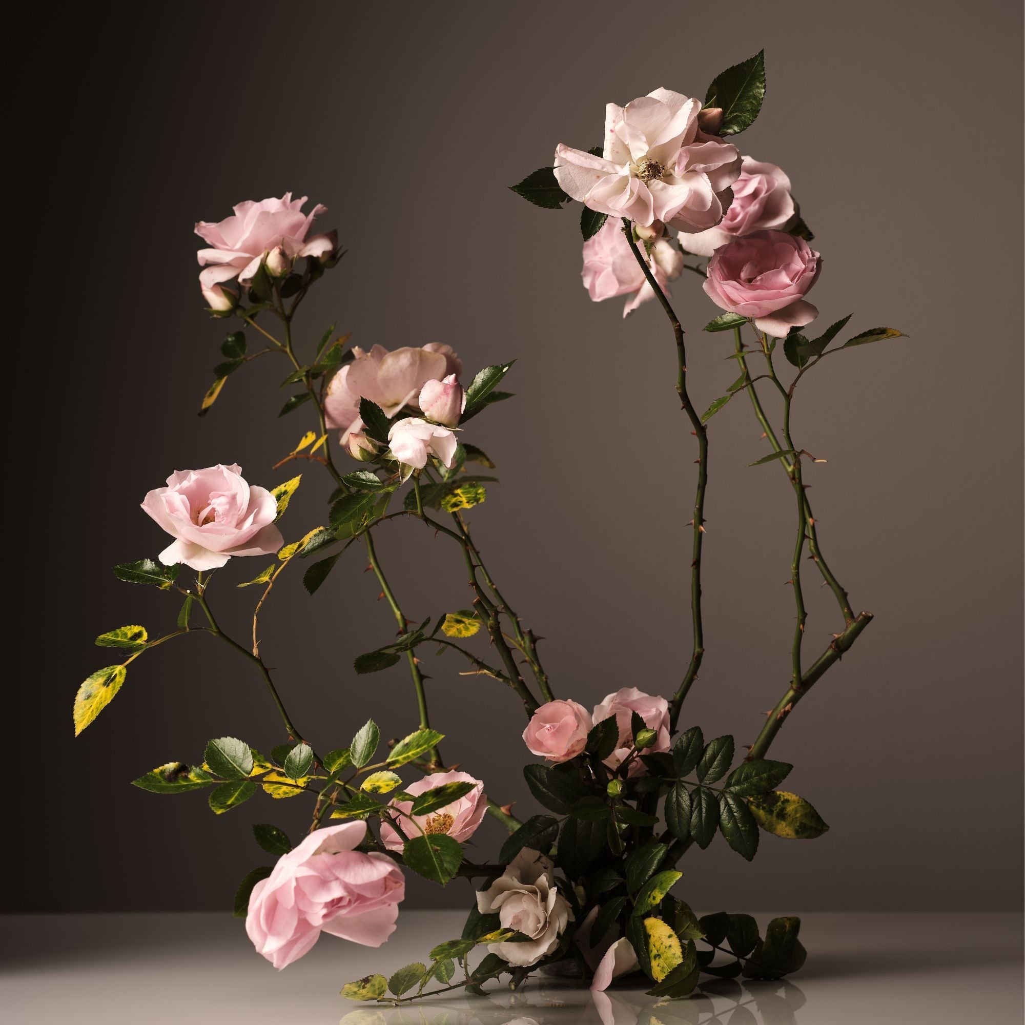 Steeped Rose Hand Cream