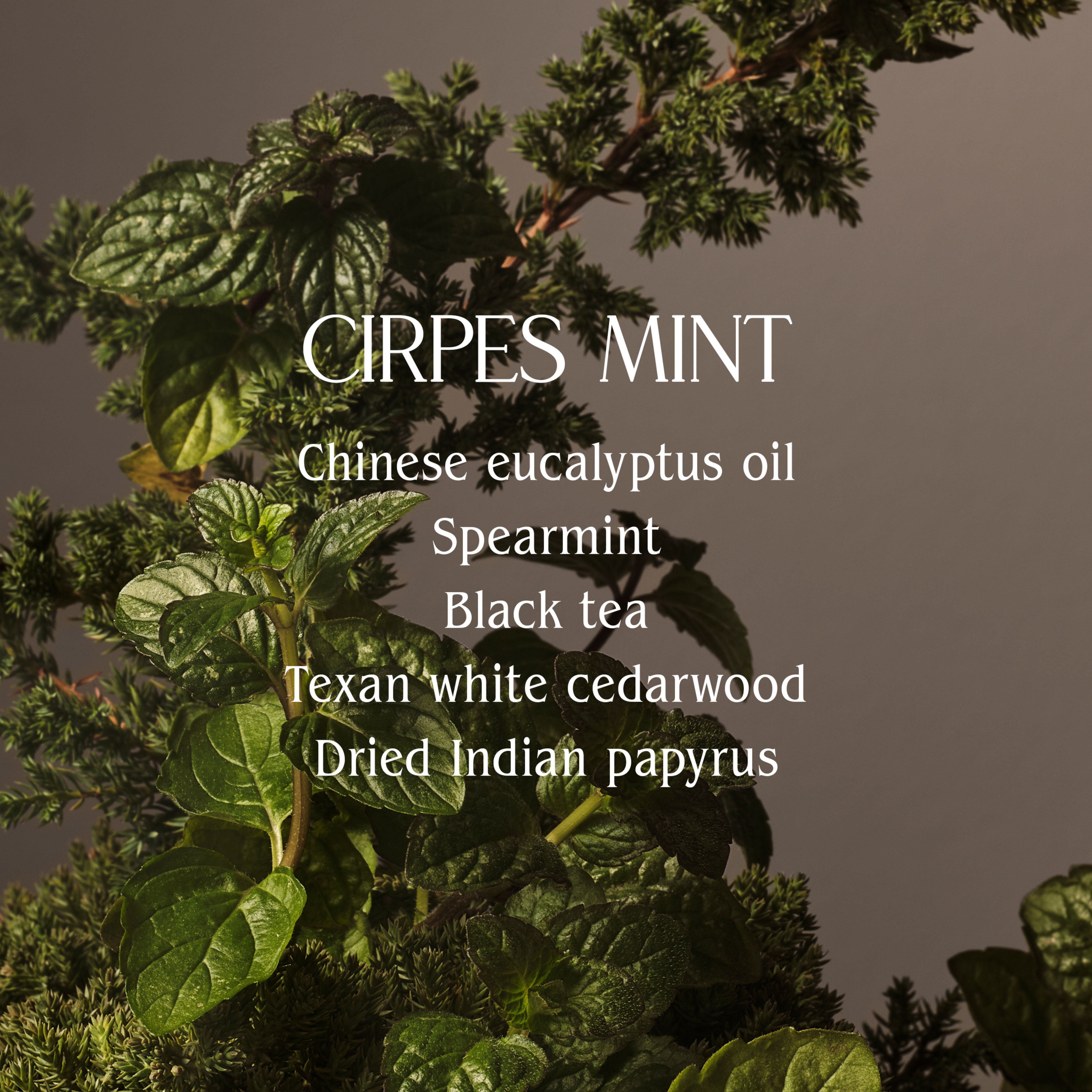 Cipres Mint Hand Wash