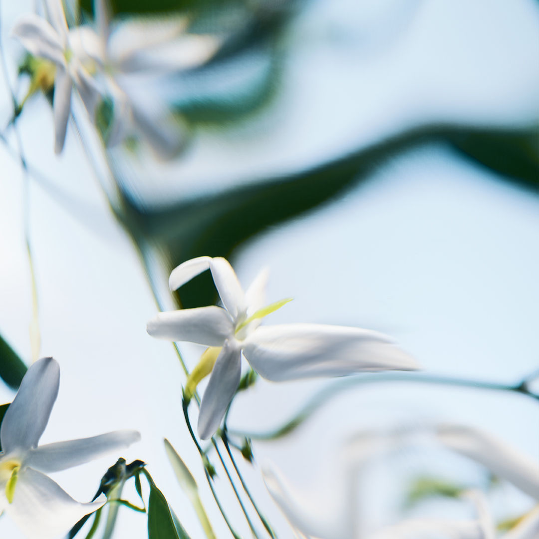 Blanche Absolu Parfum