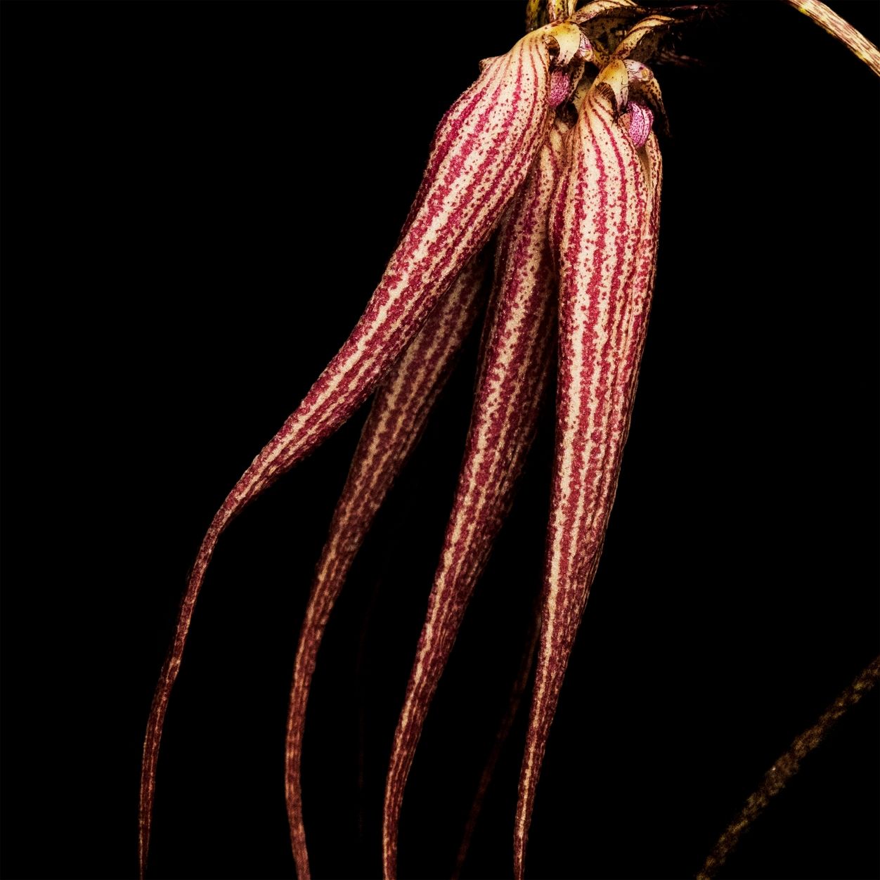 Bal d'Afrique Absolu Parfum