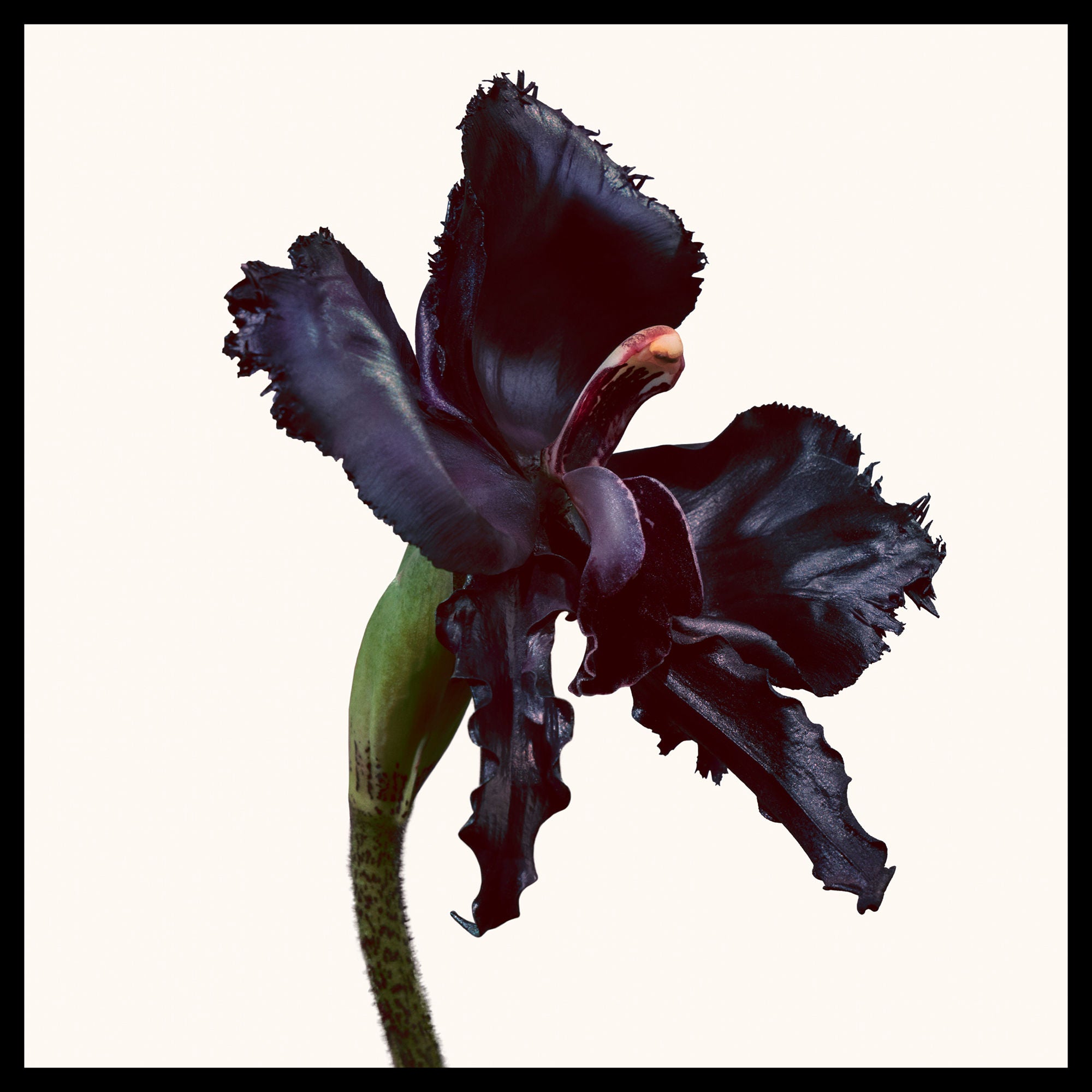 Black Orchid Reserve Eau de Parfum