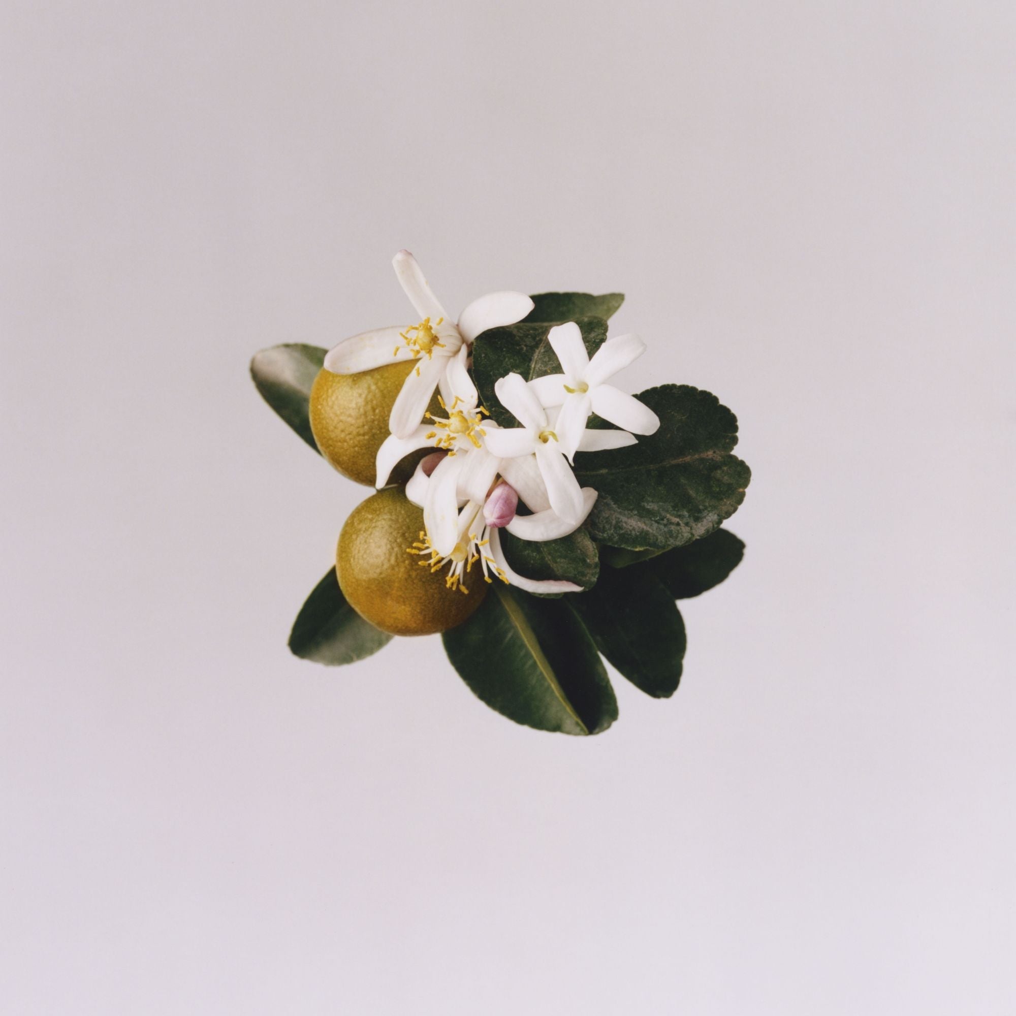 Classic Discovery Pack Eau De Parfum