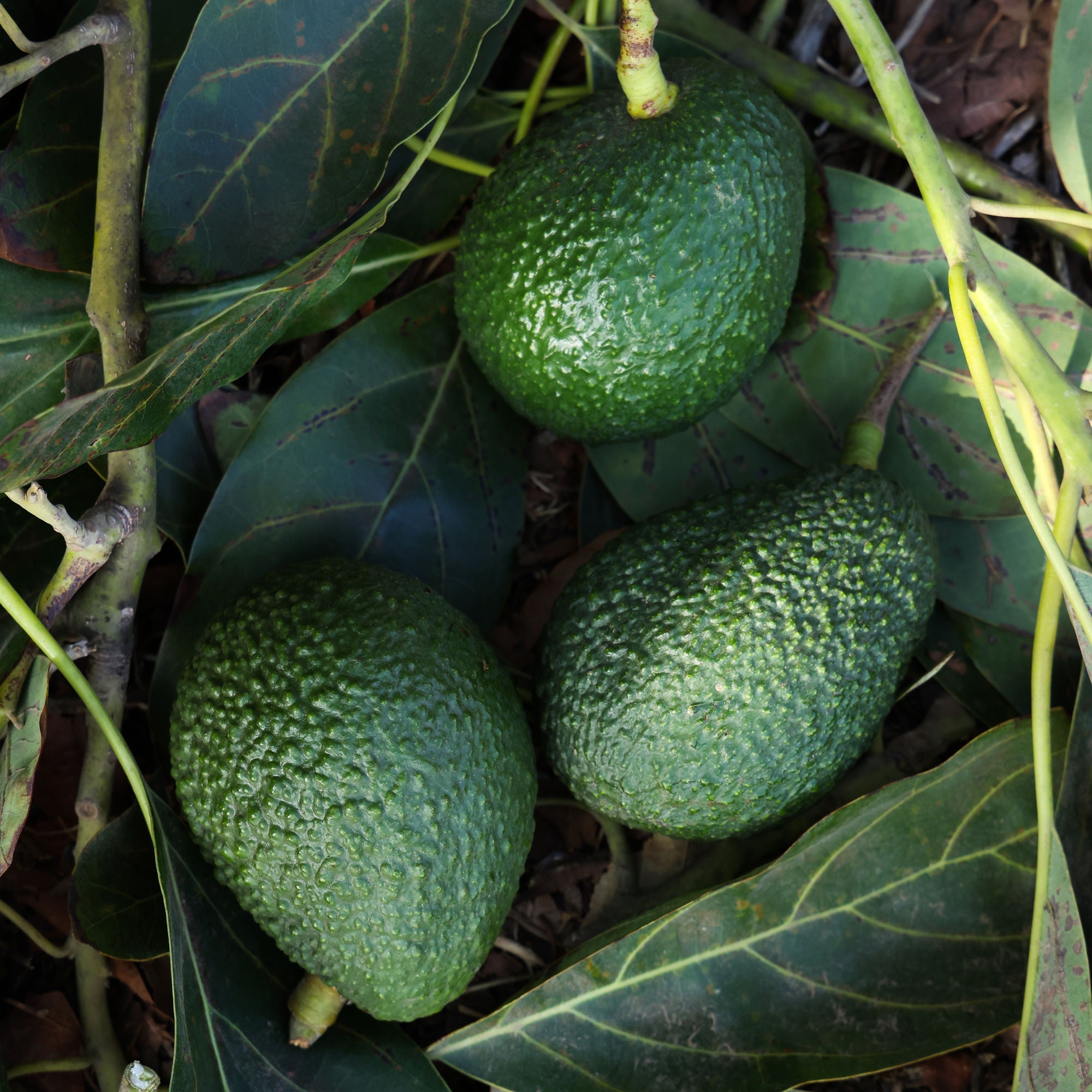 Dermal Defense Hand Cream