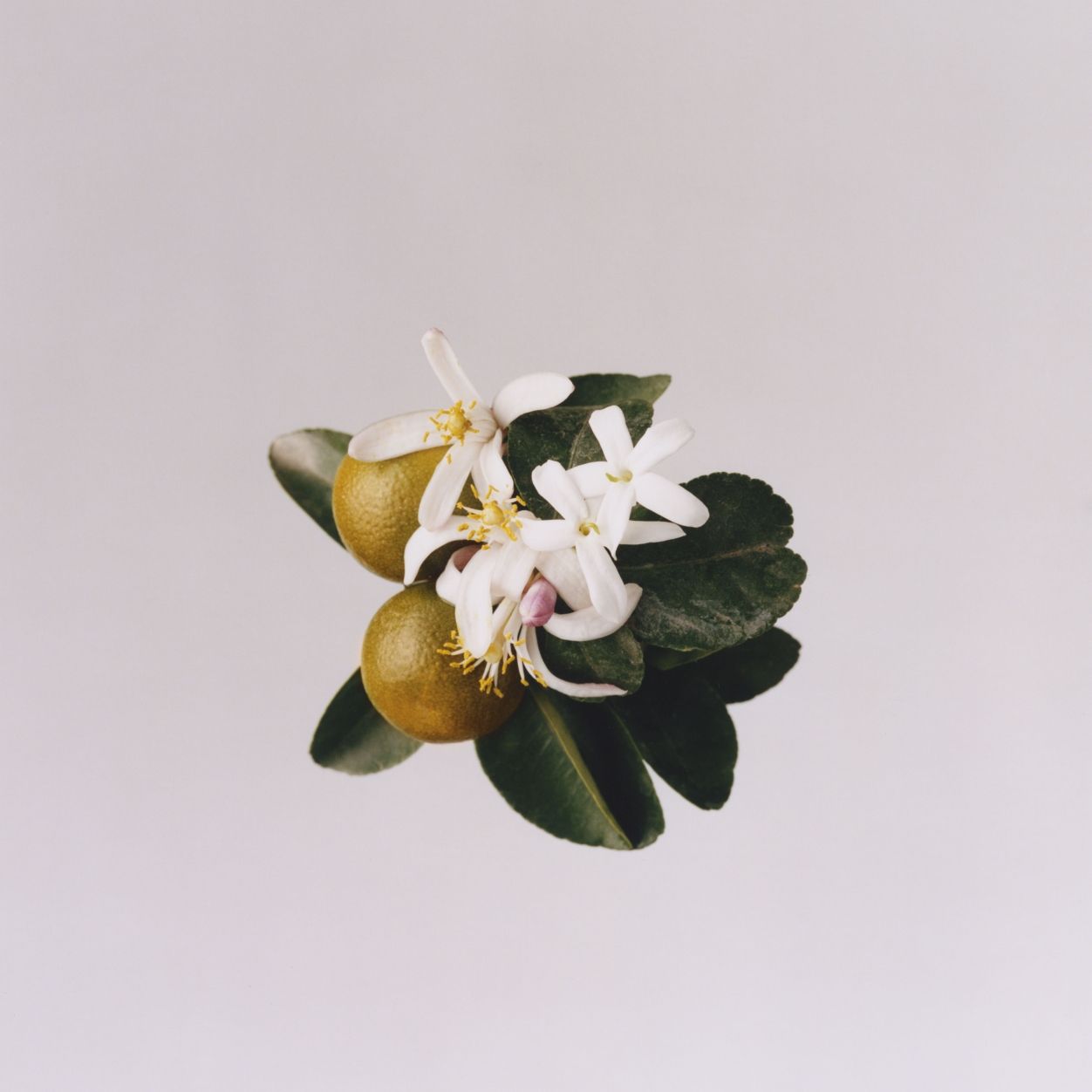 Liberty Maze Eau De Parfum